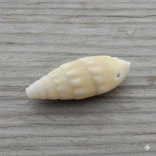 Muschel Spirale, groß Muschel Spirale, groß